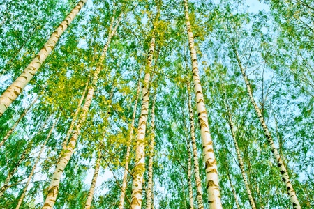 birch forest in sunlight in the morningの写真素材