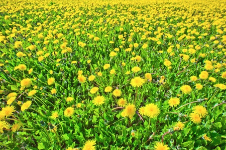 dandelions on a summer solar meadowの写真素材