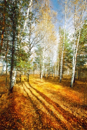 birch forest in sunlight in the morningの写真素材