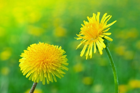 Dandelions on a green meadowの写真素材