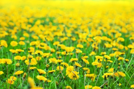 Charm dandelions on a green meadowの写真素材