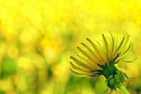 Yellow dandelion  in a bright sunny dayの写真素材