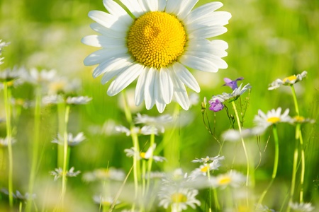beautiful camomiles  on a green meadowの写真素材