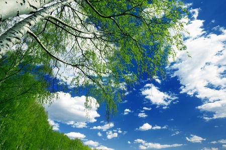 birch forest in sunlight in the morningの写真素材