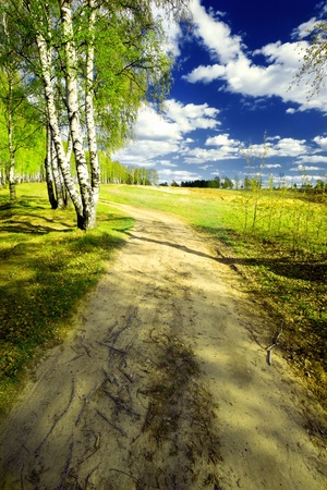 birch forest in sunlight in the morningの写真素材