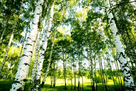birch forest in sunlight in the morningの写真素材