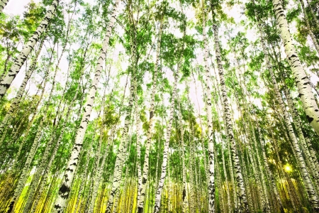 birch forest in sunlight in the morningの写真素材