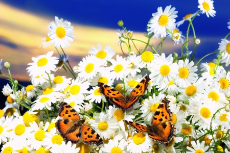 Three butterflies among bright blossoming camomiles against  dark blue skyの写真素材