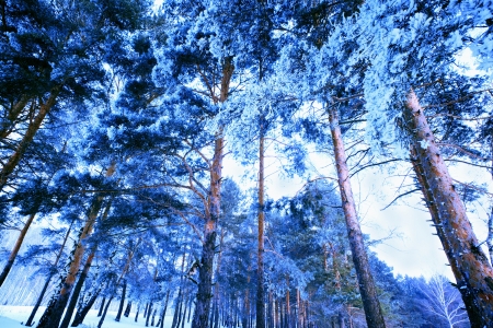 Winter Landscape. Pine tree covered with frostの写真素材