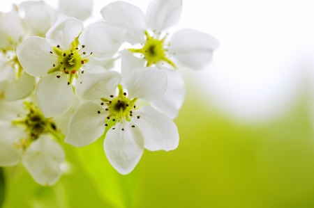 Blossoming   Macroshooting by a sunny day の写真素材