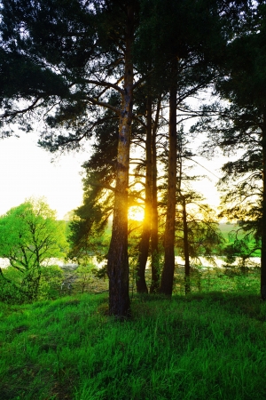  Solar morning in pine forestの写真素材