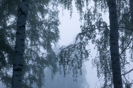 Foggy morning in birch  forestの写真素材