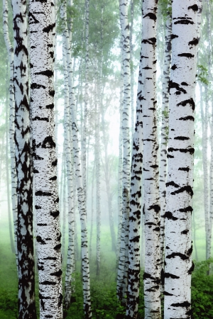 Fog in birch forestの写真素材