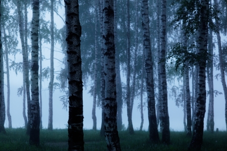 Fog in birch forestの写真素材