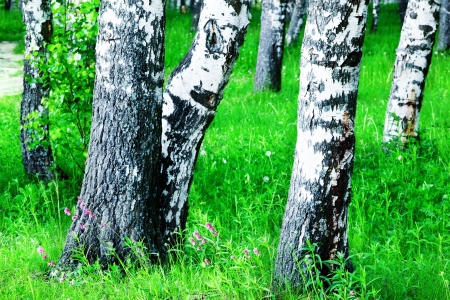 birch forest in sunlight in the morningの写真素材