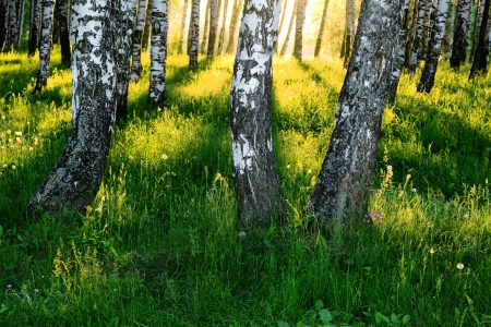 birch forest in sunlight in the morningの写真素材