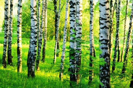 birch forest in sunlight in the morningの写真素材