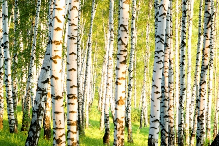 birch forest in sunlight in the morningの写真素材