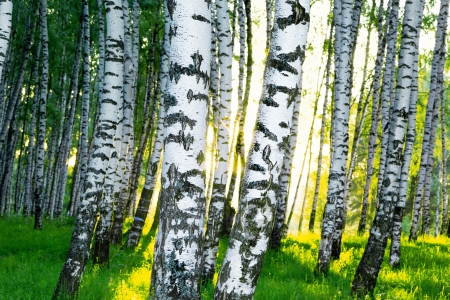 birch forest in sunlight in the morningの写真素材