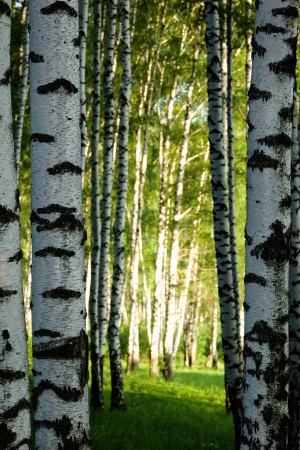 birch forest in sunlight in the morningの写真素材