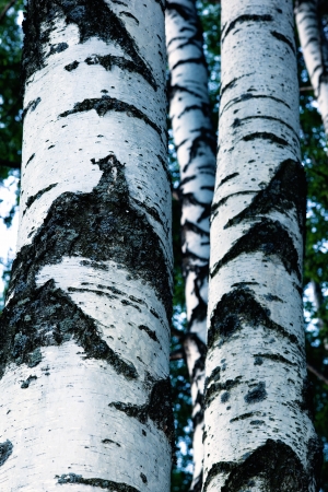 birch forest in sunlight in the morningの写真素材