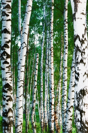 birch forest in sunlight in the morningの写真素材