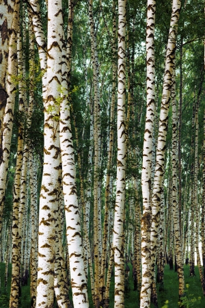 birch forest in sunlight in the morningの写真素材