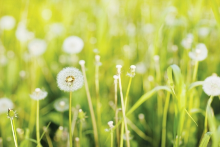 Dandelions in a grassの写真素材