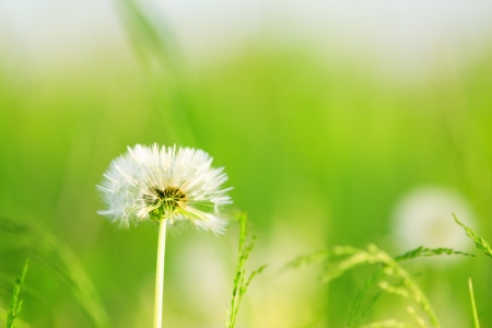 Dandelions in a grassの写真素材