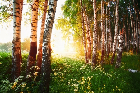 birch forest in sunlight in the morningの写真素材
