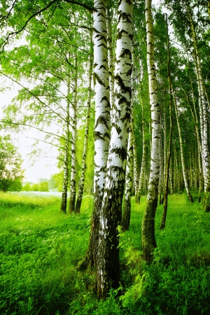 birch forest in sunlight in the morningの写真素材