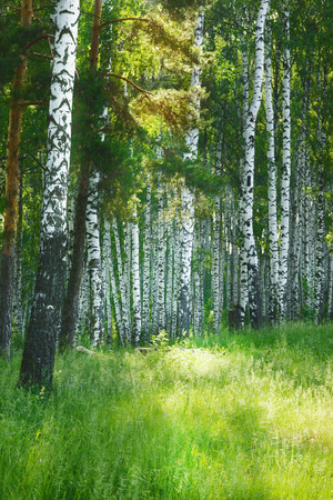 birch  in sunlight in the morningの写真素材