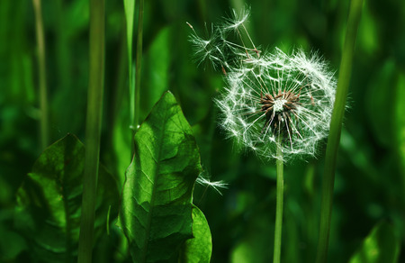 Dandelions on a green meadowの写真素材