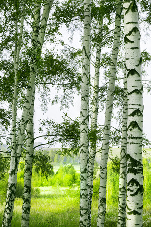 birch forest in sunlight in the morningの写真素材