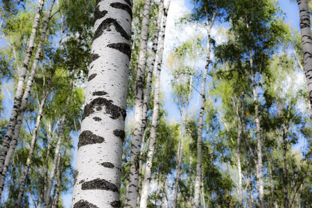 birch forest in sunlight in the morning
