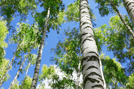 birch forest in sunlight in the morningの写真素材
