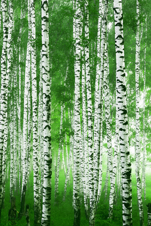 Fog in birch forestの写真素材