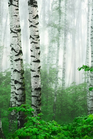 Fog in birch forestの写真素材