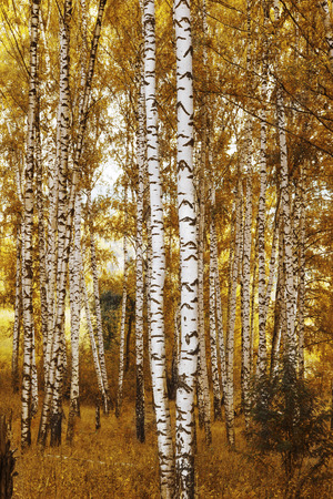 birch forest in sunlight  in beautiful autumn colours.の写真素材
