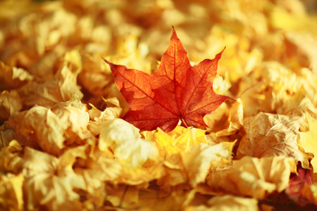Autumn leaves in autumn coloursの写真素材