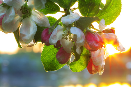 Spring background with blossom flowers,flowering Apple treesの写真素材