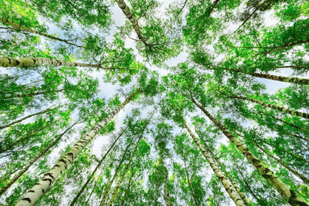 birch forest in sunlight in the morning