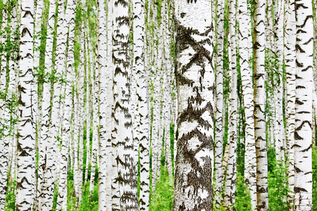 birch forest in sunlight in the morningの写真素材