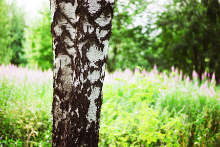 morning in birch forest