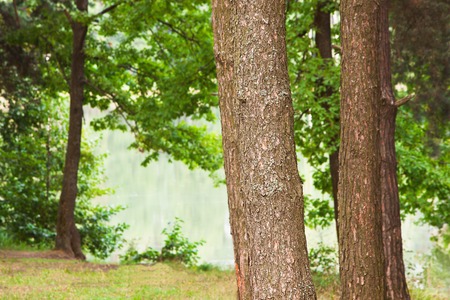 sunny forest on the shore of  lakeの写真素材