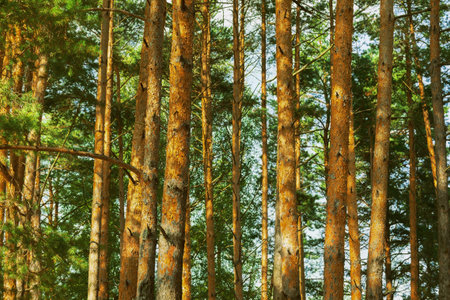 pine forest in sunlight in the morning