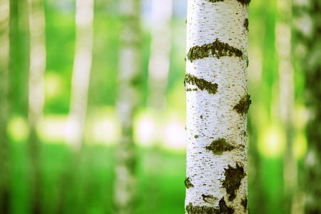 birch forest in sunlight in the morningの写真素材