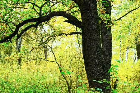 the oak tree in the rays of the sun