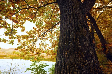 the oak tree in the rays of the sunの写真素材