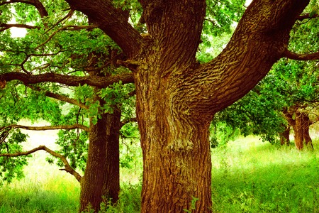 a mysterious sunny summer in old  oak forestの写真素材